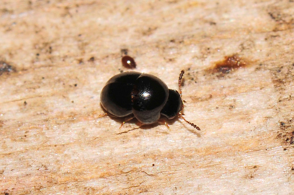 Agathidium cfr. dentatum (Leiodidae)